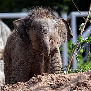 Asian Elephant Calf