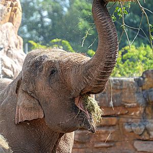 Asian Elephant