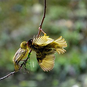 Villager Weaver Bird Display