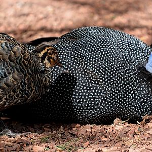 Crested Guinea Fowl And Chick