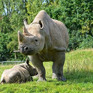 Black Rhino And Calf