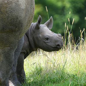Black Rhino Calf