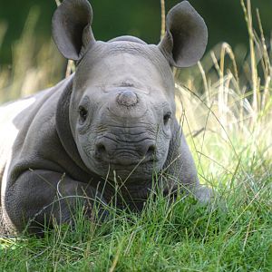 Black Rhino Calf