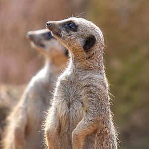 Meerkats