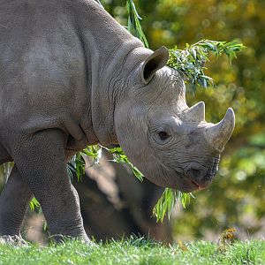 Young Black Rhino