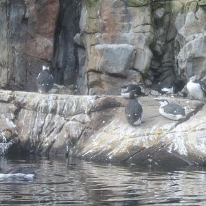 Common guillemots