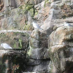 Kittiwakes