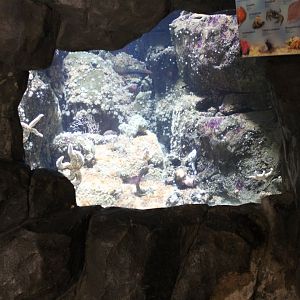 Aquarium smaller North Sea-creatures