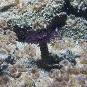 North Sea tube anemone
