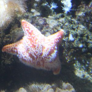 Starfish-species