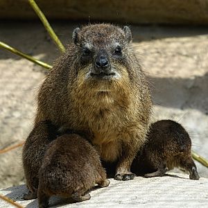 Rock Hyrax