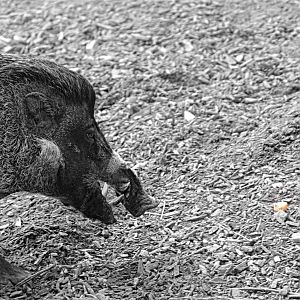 Male Visayan Warty Pig