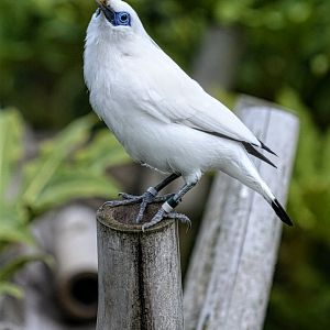 Bali Mynah