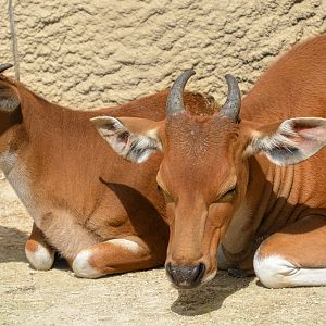 young female Banteng