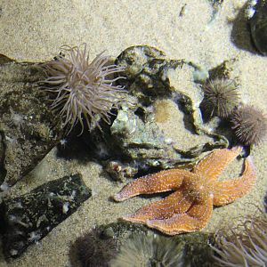 Starfish - Sea-urchin and Sea-anemone