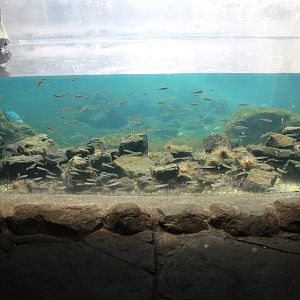Aquarium Smelts