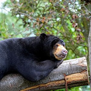 Sun Bear