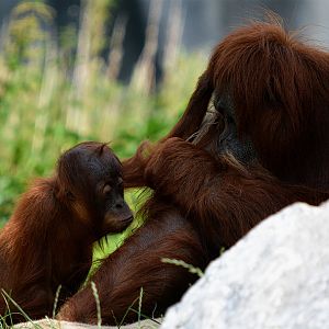 Sumatran Orangutan And Young