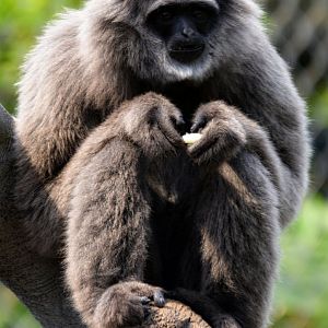 Silvery Gibbon