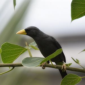 Grosbeak Starling