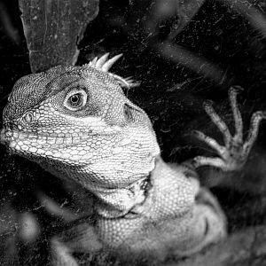 Gariau Forest Dragon