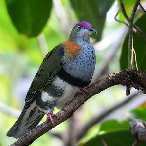 Purple Crowned Fruit Dove