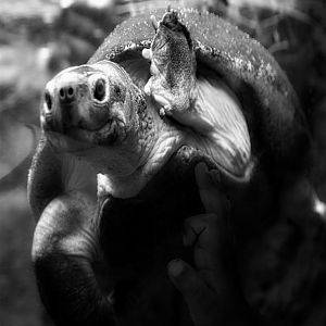 Painted Batagur Turtle