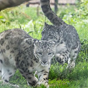 Snow leopard : Howletts : 22 Jul 2017