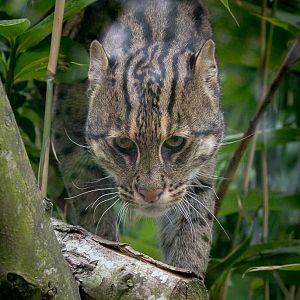 Fishing cat : Howletts : 22 Jul 2017