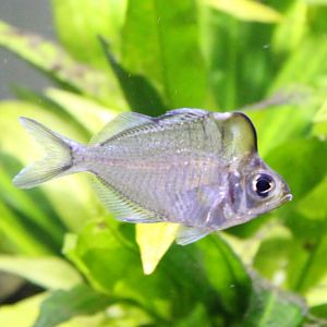 Parambassis pulcinella