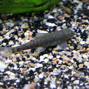 Crossocheilus latius