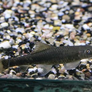 Crossocheilus latius