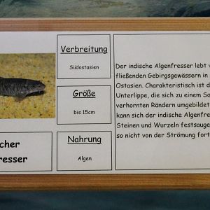 Sign Crossocheilus latius