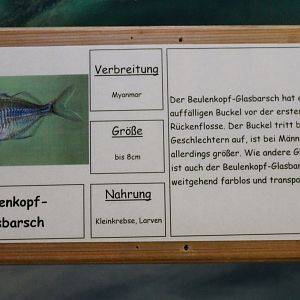 Sign Parambassis pulchinella