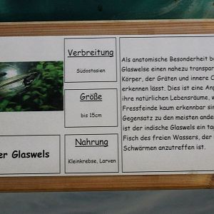 Sign Indian glass-catfish