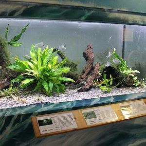 Aquarium Indian fishes