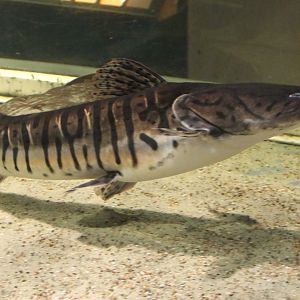 Pseudoplatysoma tigrinum
