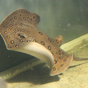 Freshwater ray