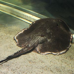 Freshwater ray