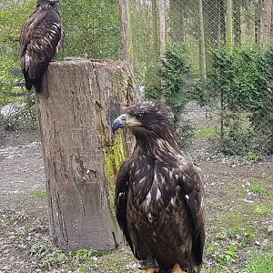 Young Stellers sea-eagles