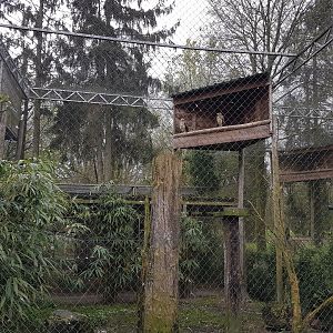 Bird of prey-aviary