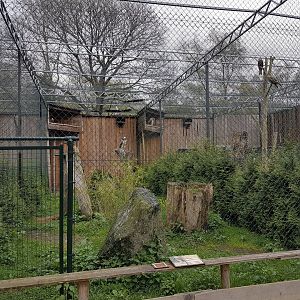 Bearded vulture aviary