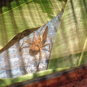 Dragon Head Grasshooper