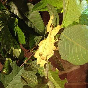 Leaf Insect