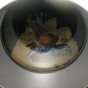 Nordsøen Oceanarium - "The sea observatory" - Lobster tank