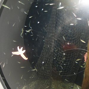 Nordsøen Oceanarium - "The sea observatory" - Mixed tank