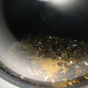 Nordsøen Oceanarium - "The sea observatory" - Blue mussel tank