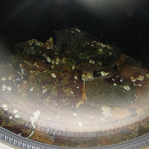 Nordsøen Oceanarium - "The sea observatory" - Barnacle tank