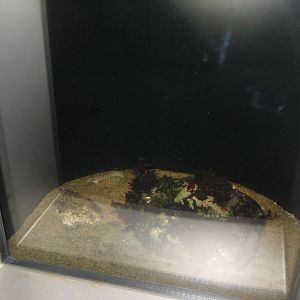 Nordsøen Oceanarium - "The sea observatory" - Eelpout tank