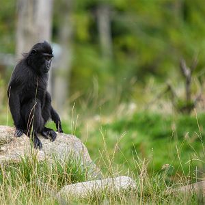 Young sulawesi macaque